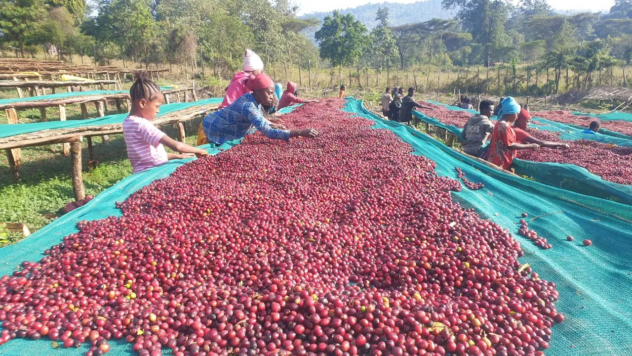 Bulk Coffee Export