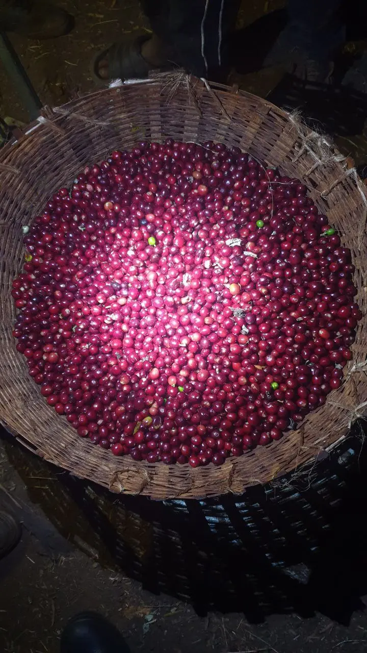 Certified Coffee Export